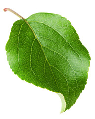 apple leaf, isolated on white background, full depth of field