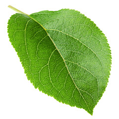 Obraz premium apple leaf, isolated on white background, full depth of field