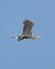 A great blue heron (Ardea herodias)  flying through the sky