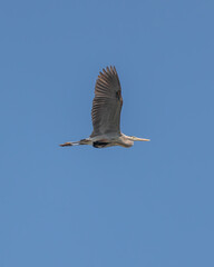 Obraz premium A great blue heron (Ardea herodias) flying through the sky