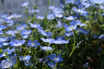 天気のいい日に綺麗に咲いているネモフィラ
