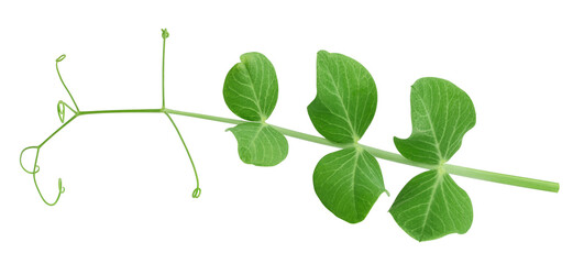 Pea leaf, isolated on white background, full depth of field