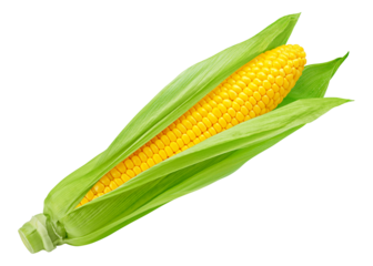 corn ear, isolated on white background, full depth of field