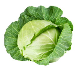 cabbage isolated on white background, full depth of field