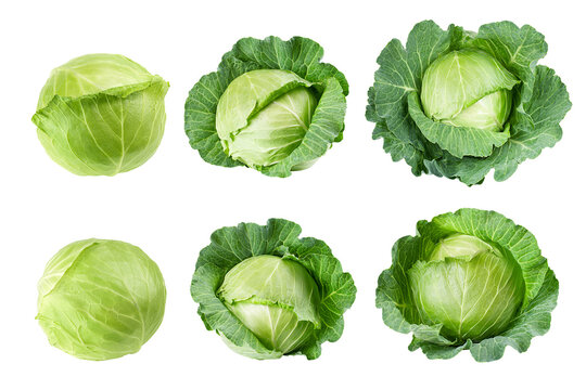 cabbage isolated on white background, full depth of field
