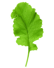 radish Leaf, isolated on white background, full depth of field