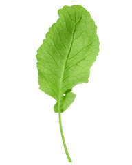 radish Leaf, isolated on white background, full depth of field