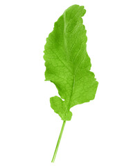 radish Leaf, isolated on white background, full depth of field
