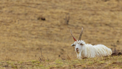 モンゴルのやぎ　家畜　遊牧民の生活