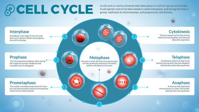 Exploring the Stages of the Cell Cycle: A Microbiological Journey Through Interphase, Prophase, Prometaphase, Anaphase, Telophase, and Cytokinesis - Illustrated Infographic Design