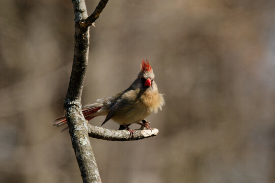 Northern Cardinal (Cardinalis cardinalis), female  sitting on a  tree branch