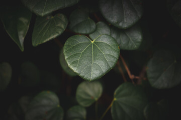 Heart shaped leaves in the garden