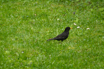 Male eurasian blackbird (Turdus merula) sitting in grass field in Zurich, Switzerland
