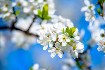 Cherry blossom branch in the garden in spring