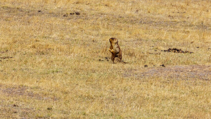 草原に立つマーモット　モンゴル　野生動物