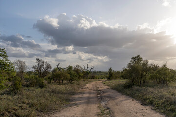 landscape with rain clouds over dirt road and bushes in shrubland at Kruger park, South Africa