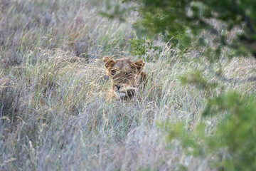 head of lioness looming out of tall grass, Kruger park, South Africa