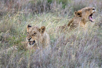 two lions yawning in tall grass, Kruger park, South Africa