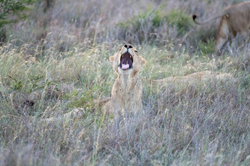 lion yawning in tall grass, Kruger park, South Africa