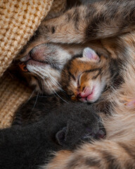 cat sleeping on the floor
