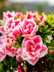 selective focus of azalea flowers in a garden with blurred background
