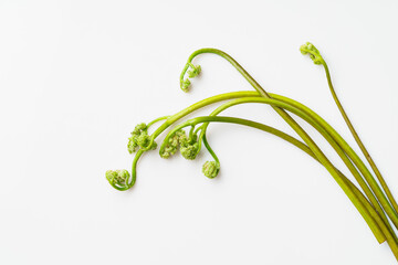 Fresh bracken on a monochrome background