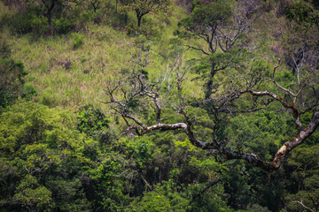 Beautiful mountains with different trees and green leaves in the forest