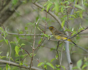 Yellow Palm Warbler in spring 