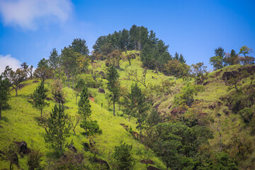 Beautiful mountains with different trees and green leaves in the forest