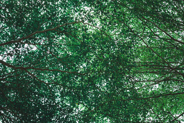 Fototapeta premium Close up tropical Green leaves texture and abstract background. Nature concept. Nature of green forest.