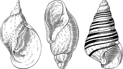Hand drawn illustrations of seashells in black and white, summer tropical vector images for clothing, home decor, cards and templates, scrap booking, post cards, frames.