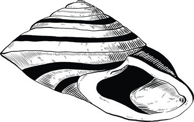 Hand drawn illustration of a seashell in black and white, summer tropical vector image for clothing, home decor, cards and templates, scrap booking, post cards, frames.