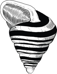 Hand drawn illustration of a seashell in black and white, summer tropical vector image for clothing, home decor, cards and templates, scrap booking, post cards, frames.