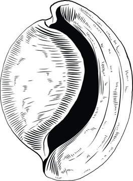 Hand drawn illustration of a seashell in black and white, summer tropical vector image for clothing, home decor, cards and templates, scrap booking, post cards, frames.