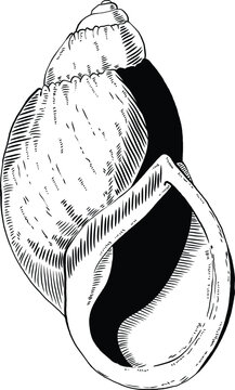 Hand drawn illustration of a seashell in black and white, summer tropical vector image for clothing, home decor, cards and templates, scrap booking, post cards, frames.