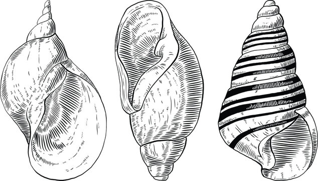 Hand drawn illustrations of seashells in black and white, summer tropical vector images for clothing, home decor, cards and templates, scrap booking, post cards, frames.