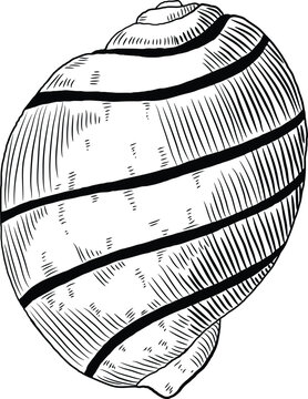 Hand drawn illustration of a seashell in black and white, summer tropical vector image for clothing, home decor, cards and templates, scrap booking, post cards, frames.