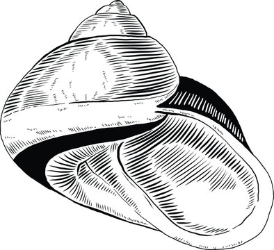 Hand drawn illustration of a seashell in black and white, summer tropical vector image for clothing, home decor, cards and templates, scrap booking, post cards, frames.