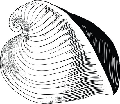 Hand drawn illustration of a seashell in black and white, summer tropical vector image for clothing, home decor, cards and templates, scrap booking, post cards, frames.