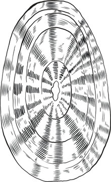 Hand drawn illustration of a seashell in black and white, summer tropical vector image for clothing, home decor, cards and templates, scrap booking, post cards, frames.