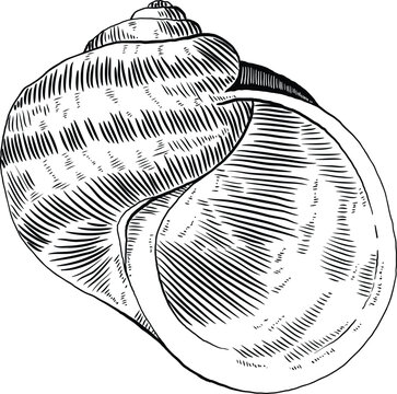 Hand drawn illustration of a seashell in black and white, summer tropical vector image for clothing, home decor, cards and templates, scrap booking, post cards, frames.