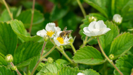 Strawberry field. A field of blooming strawberries. Young strawberry sprouts. A bee collects pollen on strawberry flowers. Bee on a white flower © mikus