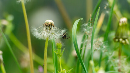 A small spider hangs on a web near a dandelion. A white dandelion and a small spider. Spider in nature