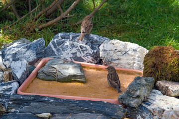 house sparrow in a birdbath at a sunny spring day