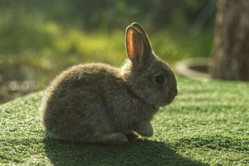 Cute little gray rabbit on green grass with natural bokeh background in morning