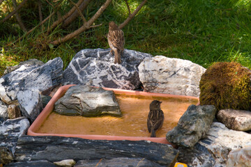 house sparrow in a birdbath at a sunny spring day