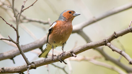 robin on a branch