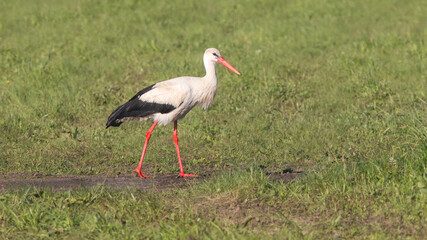 white stork ciconia