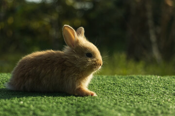 Cute little orange rabbit on green grass with natural bokeh background in morning