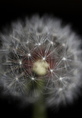 Wild flower blossoming close up taraxacum officinale dandelion blow ball asteraceae family botanical background high quality instant stock photography prints